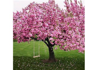 Toprak