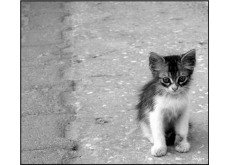 Sokakta aç kedinin yalvaran inlemesi ve çatalıma takılı kalan sucuk