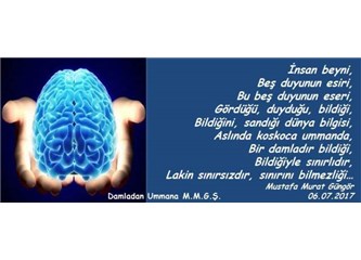 İnsan Beyni