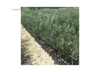Başarılı Bir Zirai Teşvik : Zeytin