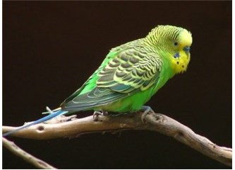 Ruhun Şekli