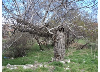 Yaşlı Ceviz Ağacı