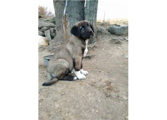 Köpeğin Adı Badi-78