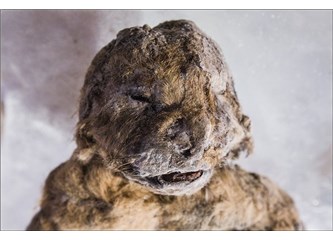 Bilim Adamları 12.000 Yıl Önce Soyu Tükenmiş Bir Aslan Türünü Hayata Döndürmeye Çalışıyor…