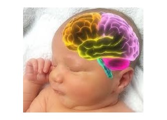 Bebeğin Beyni ve İnsanın Doğası (Fıtratı)