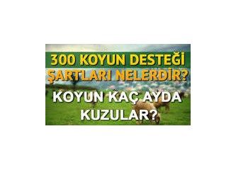 Köye Geri Dönüş Projesi ve 300 Damızlık Koyun!