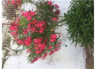 İşte, Size İzmir Sığacık'tan Eşsiz Güzellikte Çiçek Fotoğrafları
