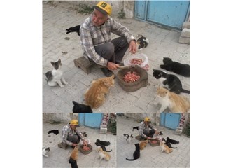 Kedi Babası…