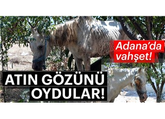 Bir Ata Bunu Yapan, İnsan Olamaz!