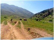 Pınarbaşı Paşalı Köyü Yayla Şenlikleri