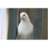 beyaz güvercin